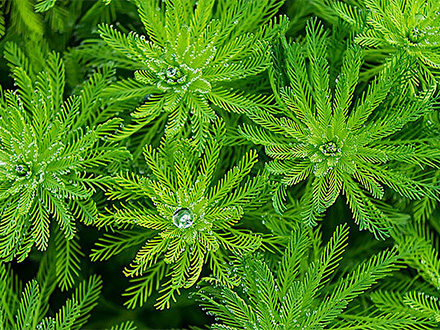 摩根娱乐宝口碑金钱草植物