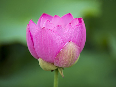 园林植物摩根娱乐彩票挂机