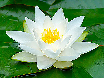 美人蕉摩根国际娱乐