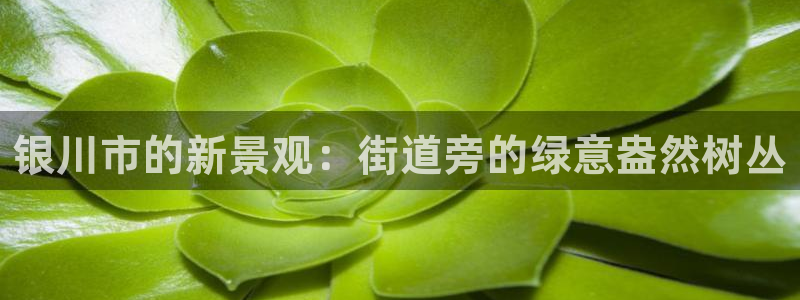 摩根娱乐50186:银川市的新景观:街道旁的绿意盎然树丛